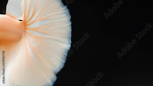 Peach Color Betta Fish with Elegant Fins and Flowing Tail on Dark Background
