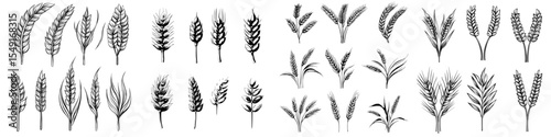 A collection of golden wheat ears serves as a modern icon for agriculture, also functioning as a contemporary logo template set against a white background