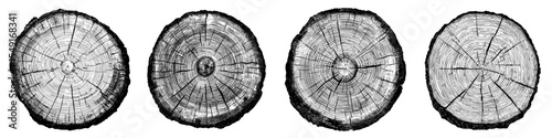 A cross-sectional wood texture featuring tree rings, presented as a cut slice of a wooden stump on a white background, showcasing a textured surface with rings and cracks