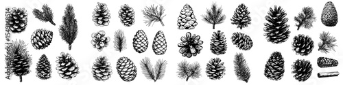 The collection of pine and fir cones is depicted through drawing, engraving, ink, line art, and modern techniques