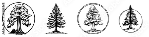 Logo illustration in black and white of a redwood tree