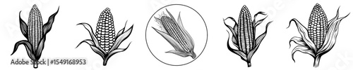 Icon of corn, cob illustration in modern style, maize logo, starch symbol, and vegetable emblem, all in agriculture harvest silhouette isolated form