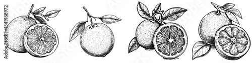 An illustration of an orange that is hand-drawn, accompanied by a modern sketch of citrus fruit and a botanical drawing of an exotic plant