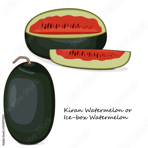 Whole and chopped Kiran Watermelons. Ice-box Watermelon. Citrullus lanatus. Vegetables. Clipart. Isolated vector illustration.