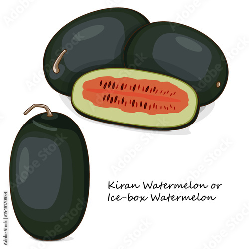 Whole and chopped Kiran Watermelons. Ice-box Watermelon. Citrullus lanatus. Vegetables. Clipart. Isolated vector illustration.