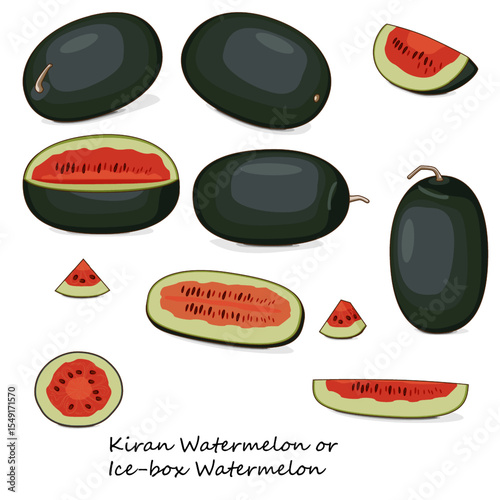 Set of Kiran Watermelons. Ice-box Watermelon. Citrullus lanatus. Fruits and vegetables. Clipart. Isolated vector illustration.