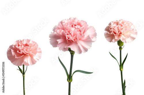 Lovely pink carnation flowers showcasing delicate petals and vibrant colors.