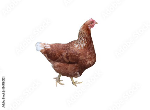 chicken on white background png