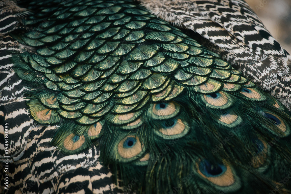 Obraz premium Close-up of colorful peacock feathers with shimmering shades of green and blue.