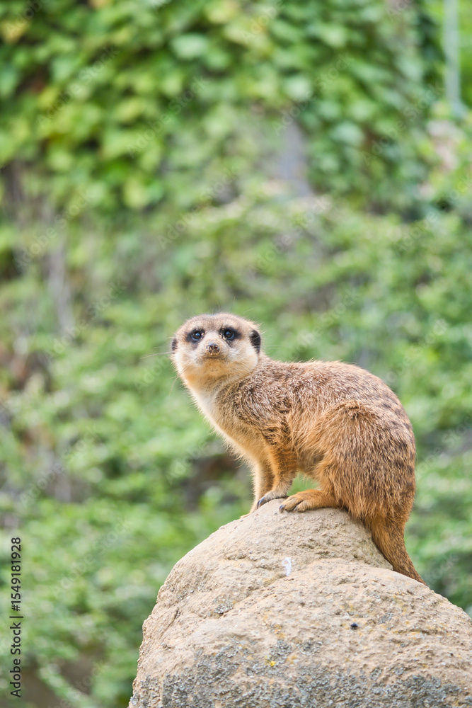 Fototapeta premium Watchful meerkat on rocks in front of green, blurred background, animal photo.