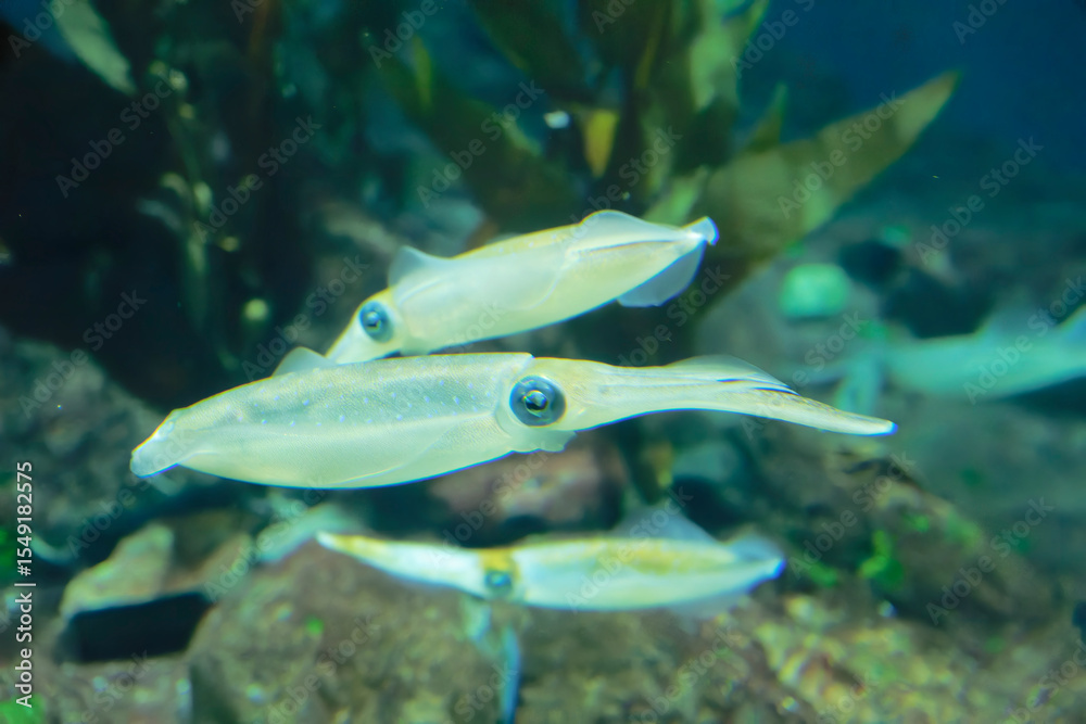 Fototapeta premium Bigfin reef squid (Sepioteuthis lessoniana) under water