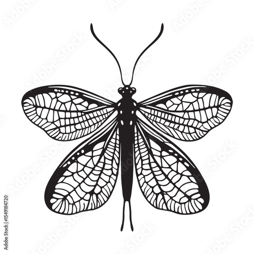 silhouette of lacewing on the white background