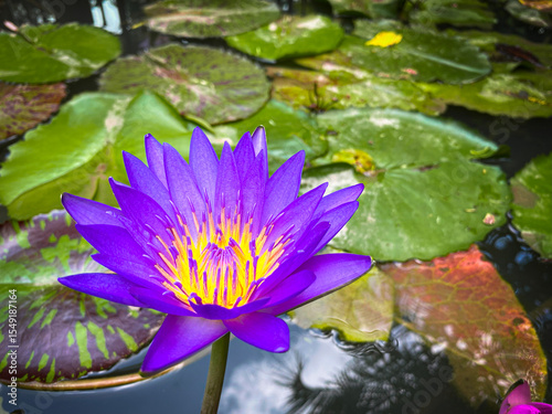 Purple lotus in full bloom, set against a peaceful natural garden background with delicate petals and aquatic plants, providing a vibrant and serene scene ideal for nature, botanical, and zen concepts