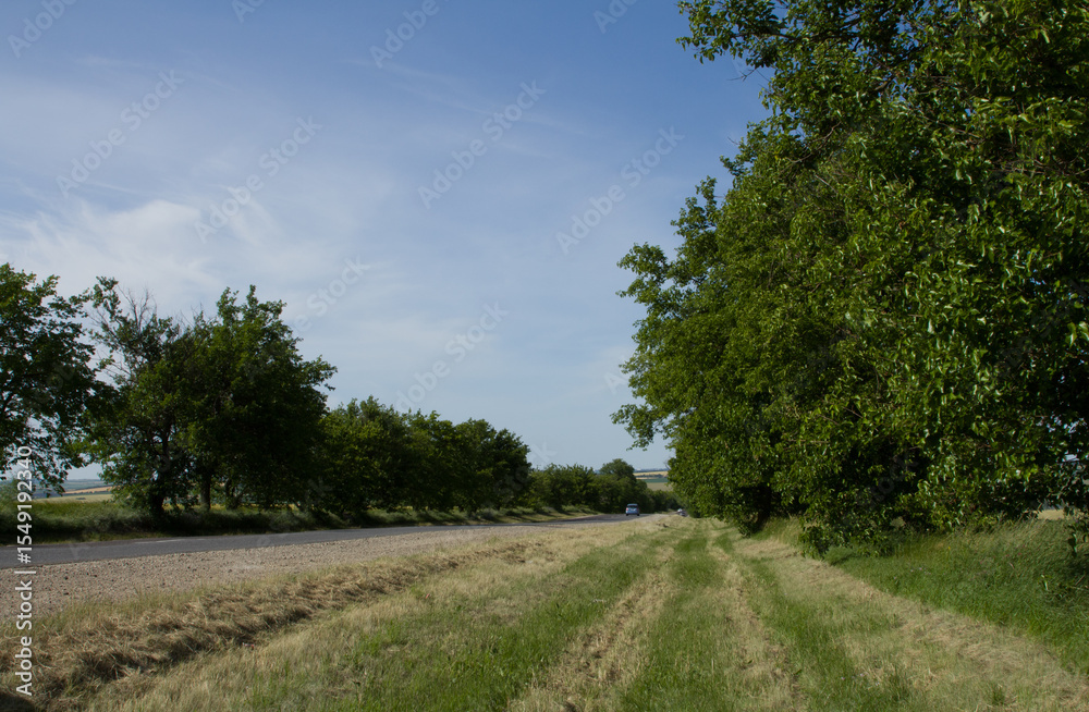 Obraz premium A dirt road with trees on either side of it