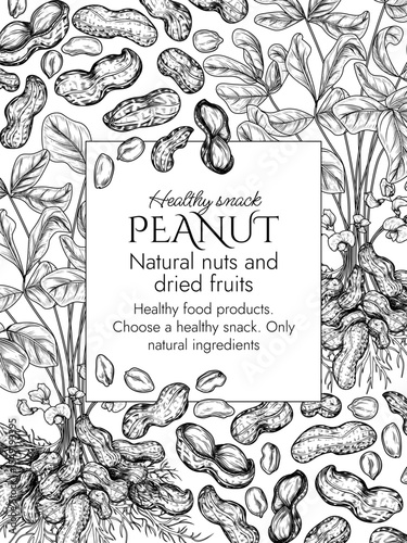 Vector template with peanut bush  in engraving style. Graphic banner withgroundnut. Frame with growing healthy snack. Nuts in shell and cut. Peanut butter