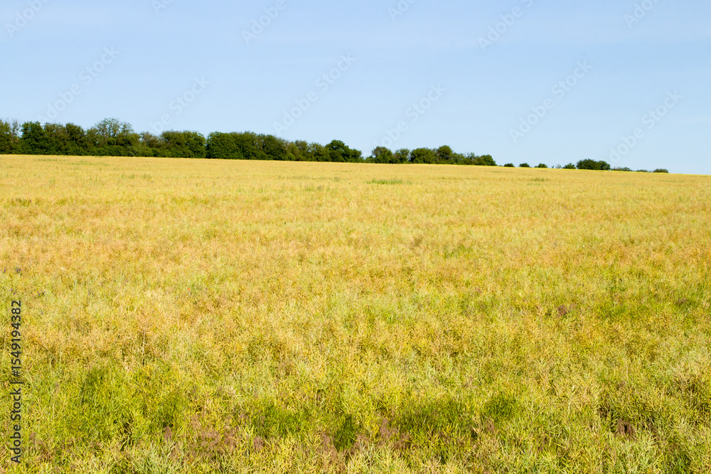 Obraz premium A field of yellow grass