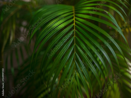 Photography walk in Perdana Botanical Garden, Lush greenery and exotic plants in the Kuala Lumpur Botanical Garden, offering serene escape into nature with vibrant flowers, towering trees, and tranquil paths