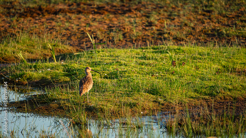 Resting Curlew at Druridge Pools Nature Reserve, which is close to the Northumberland coast and was a former opencast mine, now a popular reserve with wildfowl and waders in the wetland