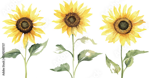 Three Watercolor Sunflowers with Green Leaves on a White Background
