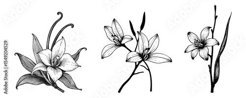 Collection of lily flower botanical illustrations. Black and white drawings of flowers and stems. Floral design elements for creative projects and designs.