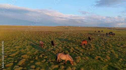 Horses Swiftly Running in a Picturesque Landscape Setting. Iceland. Aerial