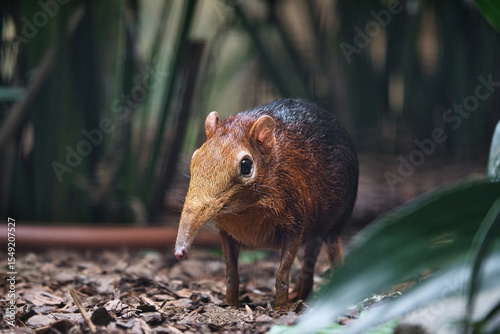A red-backed elephant shrew in its natural habitat. shy animal with a long trunk