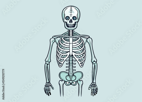 This is a detailed, light teal colored, line drawing of a human skeleton.