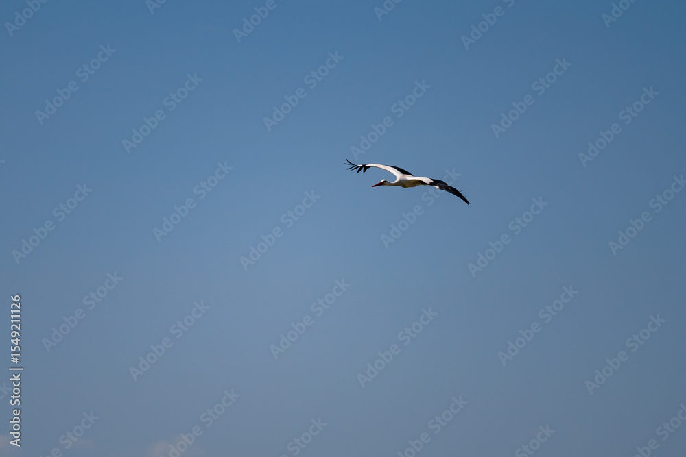 White Stork (Ciconia ciconia) Gracefully Gliding Over the Pristine Skies of the Danube Delta, Romania – A Serene Moment in European Wetland Wildlife White Stork (Ciconia ciconia) Gracefully Gliding Over the Pristine Skies of the Danube Delta, Romania – A Serene Moment in European Wetland Wildlife
