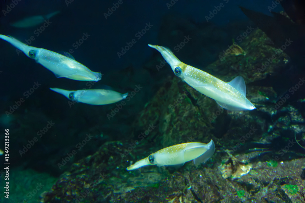 Naklejka premium Bigfin reef squid (Sepioteuthis lessoniana) under water