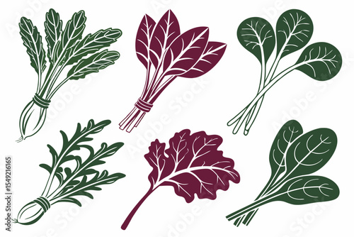 set of Spinach vector silhouette illustration isolated on white background