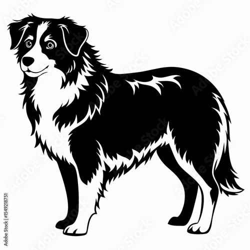 Australian shepherd dog silhouette isolated on white background