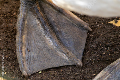 Bird's foot with its toes spread out, resting on a muddy ground. The foot appears to be a part of a duck, and it is surrounded by dirt and mud. Concept of natural habitat