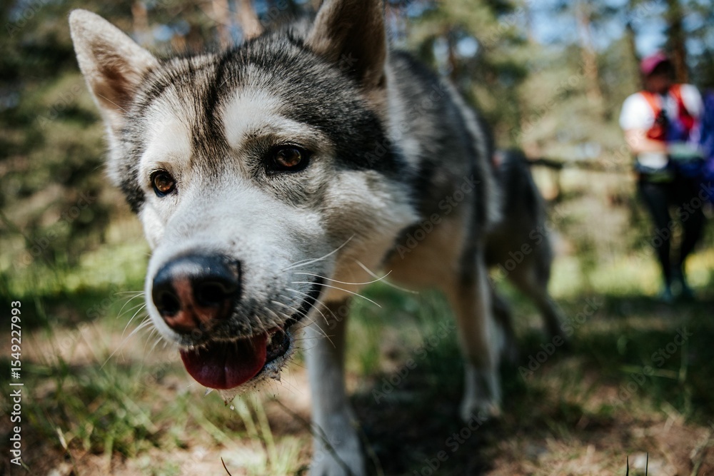 Obraz premium Close-up of a Siberian Husky in a forest.