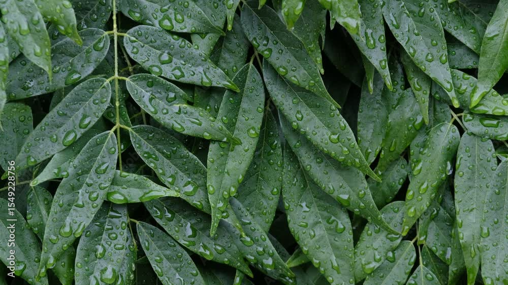 雨に濡れる緑の葉クローズアップ