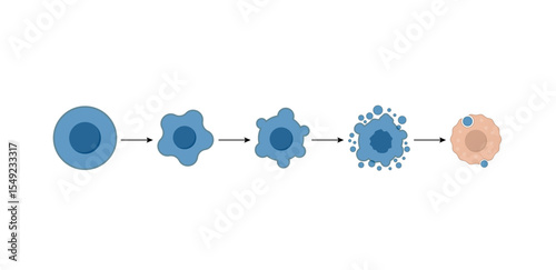 Apoptosis. Programmed cell death. Aging process in cells. Stages of apoptosis, normal cell, shrinkage, membrane blebbing, cell breaks into apoptotic bodies and phagocytosis. Vector illustration.