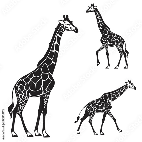 Three Black and White Giraffe Silhouettes animal