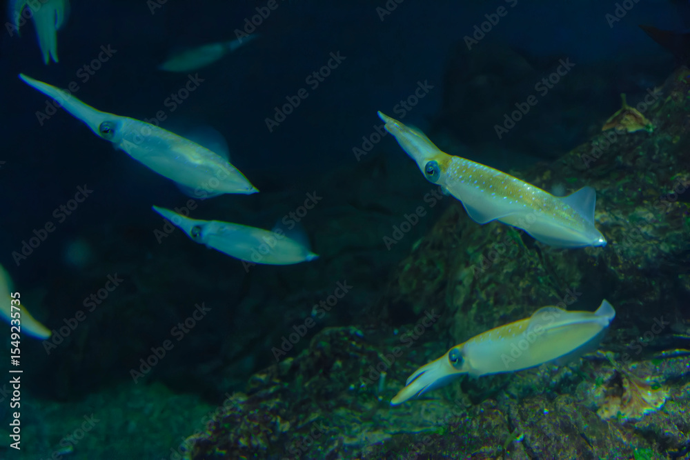 Naklejka premium Bigfin reef squid (Sepioteuthis lessoniana) under water