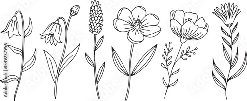 Elegant Botanical Line Art Set A Collection of Delicate Floral Illustrations Featuring Hand Drawn Wildflowers and Plants Ideal for Natural Designs