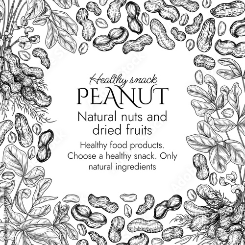 Vector border with peanut bush  in engraving style. Graphic banner with groundnut. Frame with growing healthy snack. Nuts in shell and cut. Peanut butter