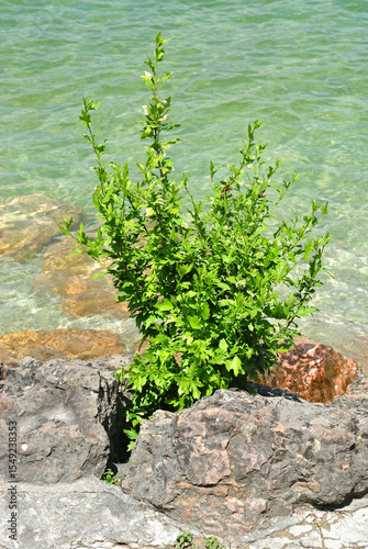 Plant Growing in Rocks beside Clear Waters of Italian Lake Garda