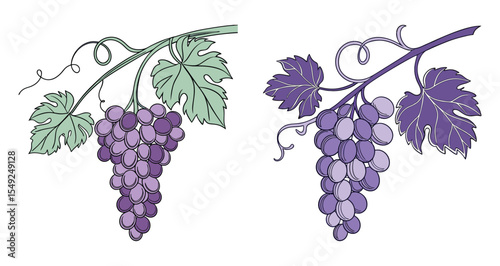 Two illustrations of purple grapes on the vine with leaves