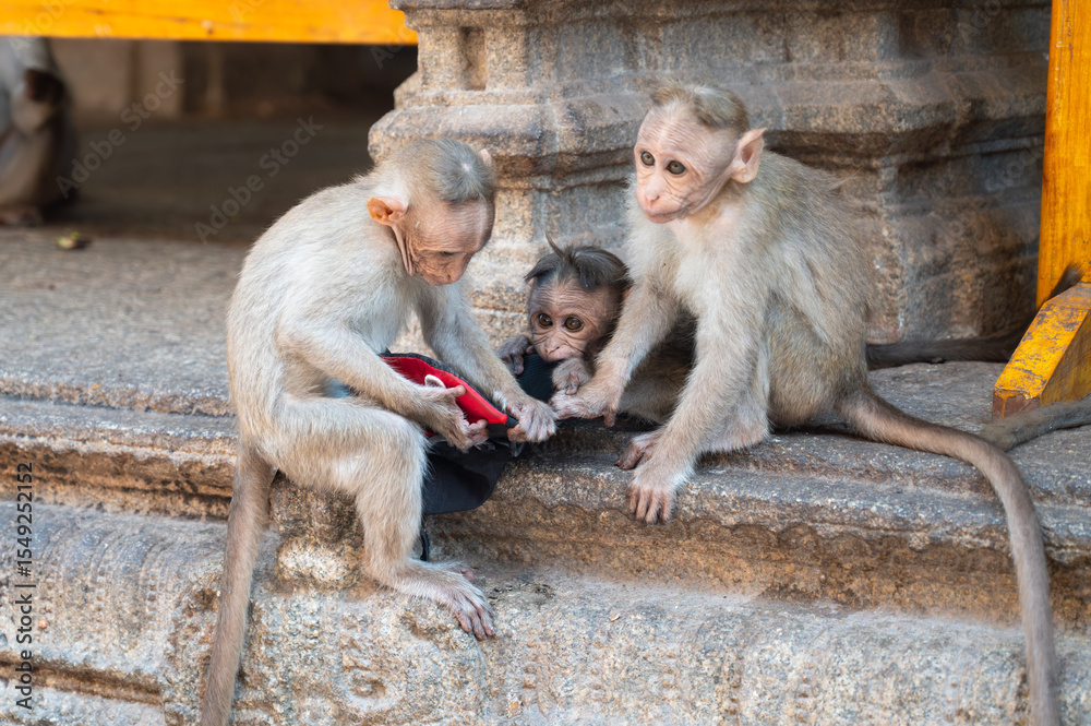 Naklejka premium Rhesus monkey, cheeky barbary macaque ape fighting about stolen hat from tourist, conflict of wildlife and urban environment in India, animal in city