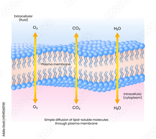 Simple Diffusion of Lipid Soluble Molecules Through Plasma Membrane