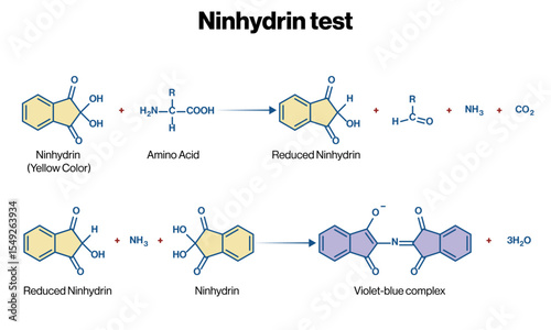Ninhydrin Reaction with Amino Acid Vector Illustration Color Change Purple Complex Biochemistry Test Detection of Primary Amine Functional Group EPS Format White Background