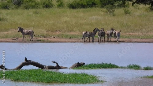 Wild zebras and gazelles near water pond in South Africa
