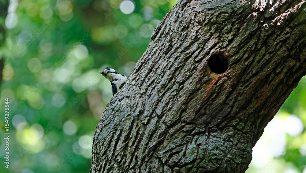 Obraz premium Adult great spotted woodpeckers at their nest hole
