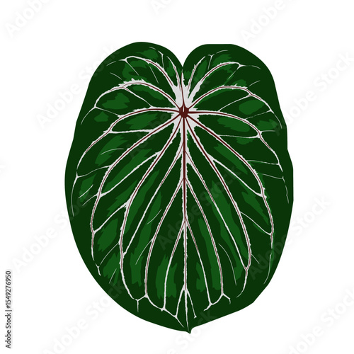 Anthurium king of spades or HU leaf shape with beautiful and attractive motifs