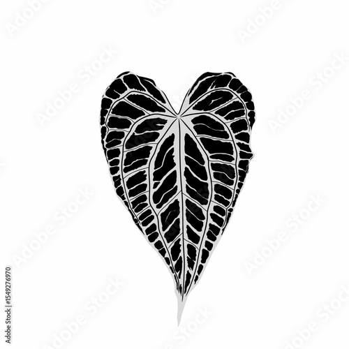 Anthurium king clarinervium leaf shape with beautiful and attractive motifs