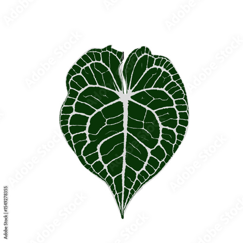 Anthurium king clarinervium leaf shape with beautiful and attractive motifs