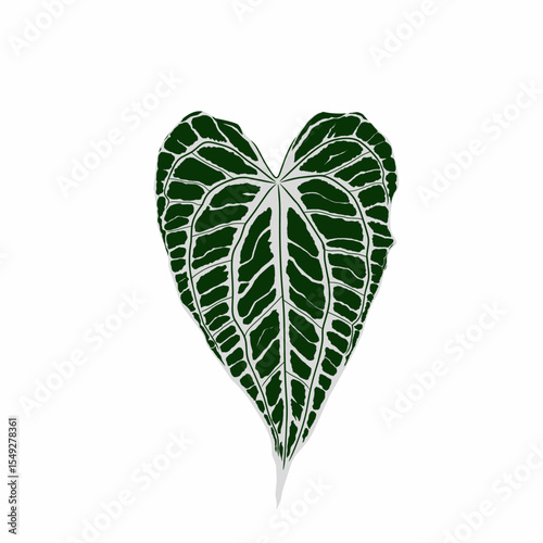 Anthurium king clarinervium leaf shape with beautiful and attractive motifs